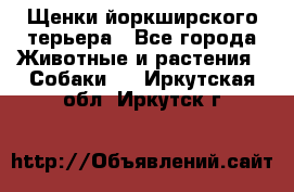 Щенки йоркширского терьера - Все города Животные и растения » Собаки   . Иркутская обл.,Иркутск г.